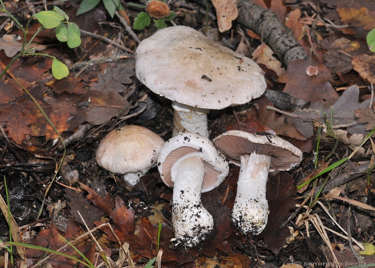Escursione del tardo autunno nelle colline chiantigiane
